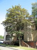 Referenz Gutachterliche Baumzustandsbewertungen, Halle, Landesverwaltungsamt Referenz Gutachterliche Baumzustandsbewertungen, Halle, Landesverwaltungsamt