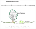 Detailplan Schnitt