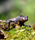 Referenzen Landschaftspflegerische Leistungen Referenzen Landschaftspflegerische Leistungen